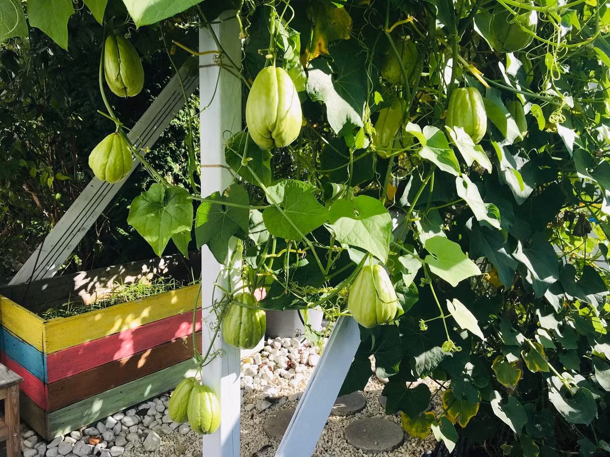 Chị Trâm thường để su su trong tủ lạnh. Vì nếu để ở nơi có ánh sáng và ấm ấp, trái su su sẽ nẩy mầm rất nhanh.