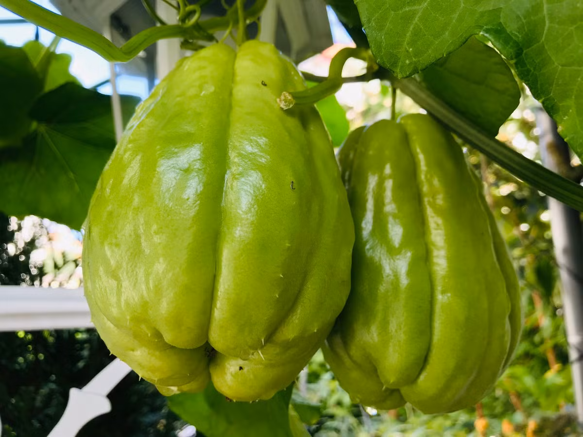Nhiều trái to tới khoảng 700g.