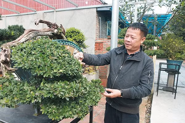 Anh Ngô Mạnh Hiệp (Bát Tràng, Gia Lâm, Hà Nội) cũng là một đại gia chơi cây cảnh có tiếng ở Hà Nội. Anh sở hữu vườn cây cảnh rộng hơn 1.000m2 với gần 500 cây, đủ loại kích cỡ và giá trị. Ảnh: Dân Việt