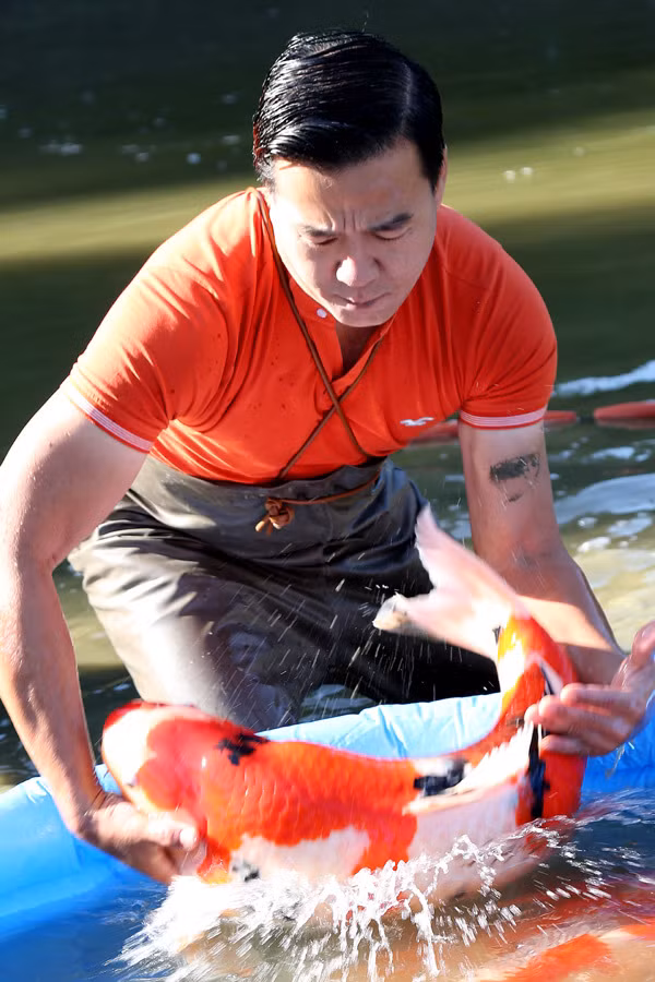 Anh Ngô Thắng - Giám đốc Ruby Koi Farm - được giới chơi cá gọi là “Vua cá Koi". Ảnh: Vietnamnet