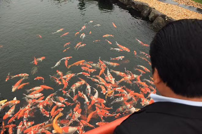 Đàn cá Koi có kích thước từ 40 – 90cm. Trong đó có 15 con có kích thước từ 80 – 90cm. Ảnh: Dân việt