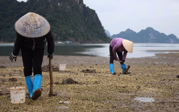 Những người mới vào nghề, cả ngày đào hàng trăm nhát, trăm tổ nhưng cũng không có được một lạng, chẳng đủ lượng để bán cho người thu gom. Ảnh; Suckhoedoisong