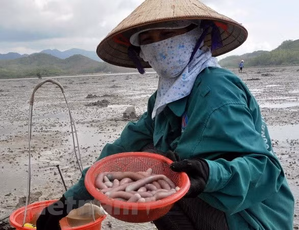 Tại Việt Nam, sá sùng được khai thác nhiều nhất ở vùng biển Móng Cái hoặc tại đảo Quan Lạn (Vân Đồn, Quảng Ninh) đồng thời đây cũng chính là vùng có đặc sản sá sùng ngon nhất cả nước. Ảnh: Vietnam+
