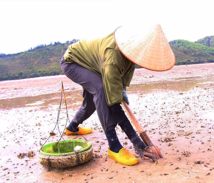 Theo người dân địa phương, cái khó nhất trong việc đào sá sùng là mắt phải tinh, nhìn đúng tổ, tay phải nhanh, chân phải khỏe đạp mai cắm thật sâu để chặn con mồi không để nó lẩn xuống sâu trong lòng cát. Ảnh: Internet