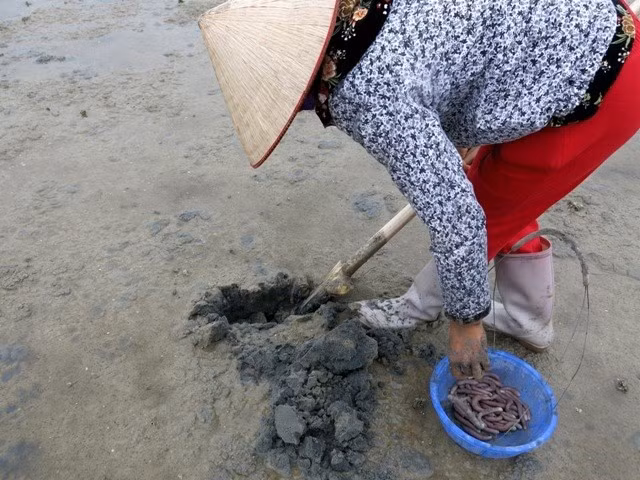 Họ mang theo 1 cái mai và chiếc rổ nhỏ. Khi nhận thấy dấu hiệu tổ sá sùng, họ nhanh tay cắm sâu chiếc mai xuống đất bắt sá sùng. Ảnh: Infonet