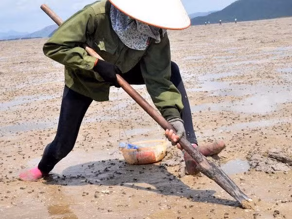 Phần lớn người đào sá sùng là các bà, các chị phụ nữ trên đảo. Từ khoảng 7 giờ sáng, người dân bắt đầu tỏa ra bãi biển để bắt đầu một ngày săn sá sùng. Ảnh: Vietnam+