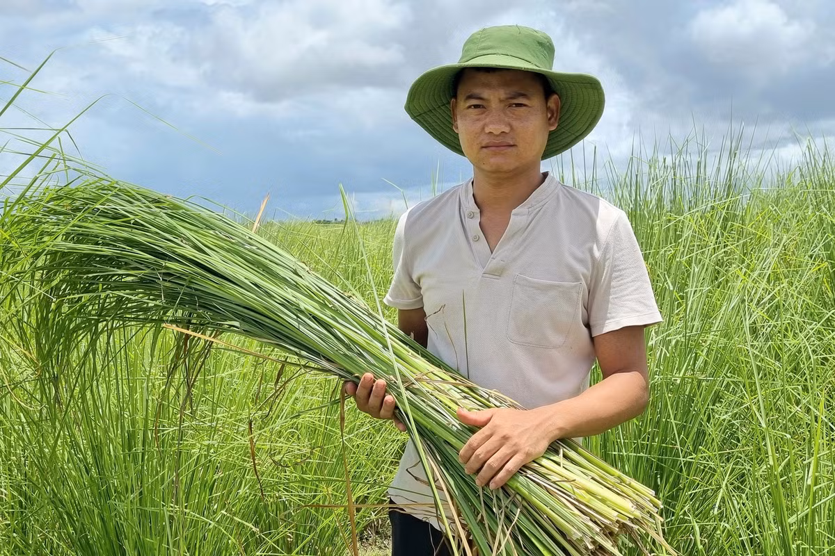 Điển hình như anh Đỗ Văn Thao (SN 1991, xã Khánh Hồng, huyện Yên Khánh, tỉnh Ninh Bình). Giống cỏ lạ giúp anh thu về hàng chục triệu đồng mỗi tháng. Ảnh: Dân Trí