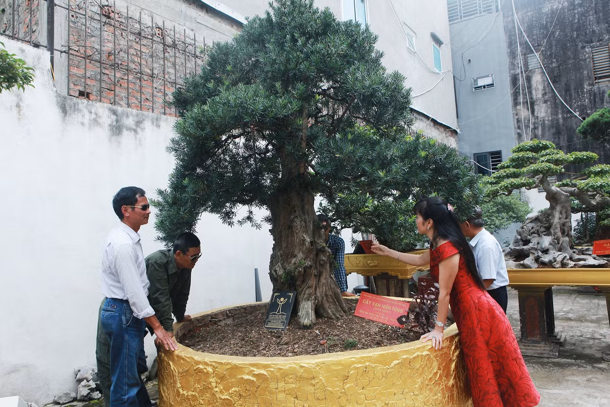 Chị từng phải nhiều lần bay vào Bình Định, chi một số tiền bằng một căn biệt thự ở Phú Mỹ Hưng (TP HCM) để có được cây tùng La Hán với tuổi đời hơn 600 năm. Ảnh: Dân trí