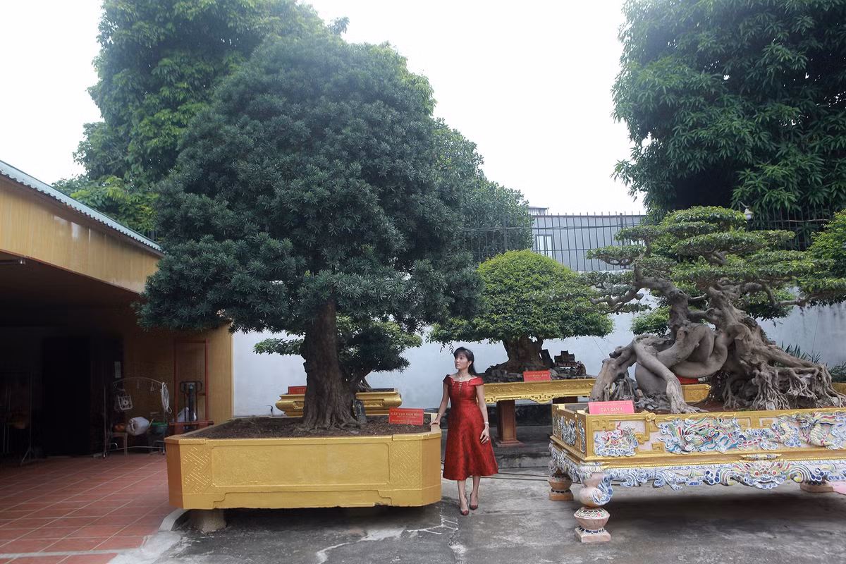 Từ ngày chồng đam mê cây cảnh, chị Ngô Thị Thu (TP.Việt Trì, Phú Thọ) từ bỏ thú vui chơi siêu xe chuyển sang sưu tập những cây cảnh độc đáo. Ảnh: Dân trí