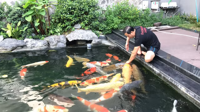  Đại gia Thắng Ngô - vua cá Koi sở hữu đàn có Koi với số lượng lên tới 70 con. Đáng chú ý, con rẻ nhất cũng có giá tới 90 triệu đồng. Ảnh: Facebook