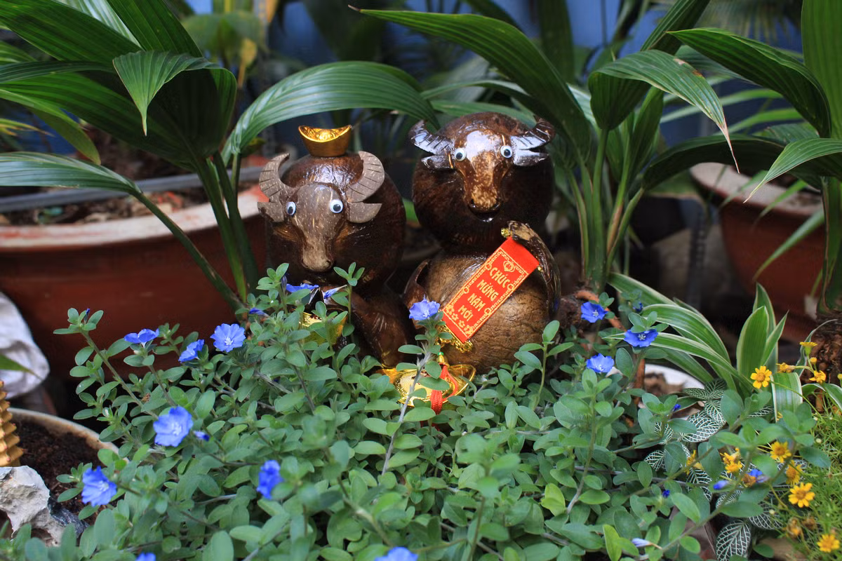 Năm nay, bonsai dừa hình trâu cũng được một số nhà vườn giữ lại vài con để bán cho khách muốn mua đúng tuổi hợp của mình. Ảnh: Dân Việt
