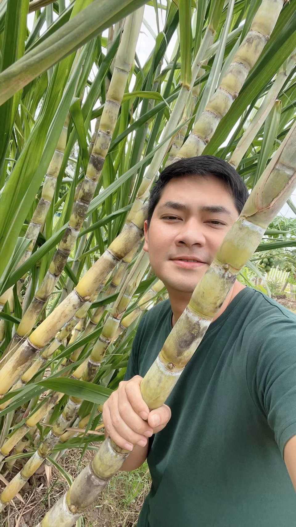 Một khu nhỏ, nam diễn viên dùng trồng mía đường cho gia đình. Ảnh: Lao động