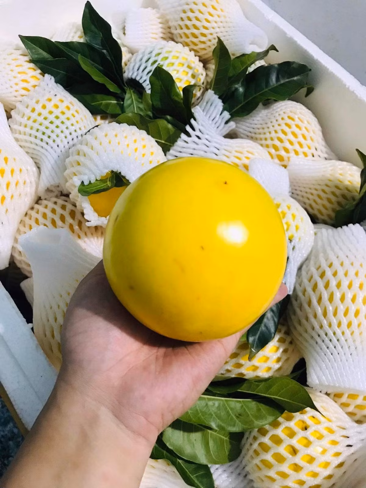 Tại các cửa hàng và chợ truyền thống cho thấy, giá vú sữa vàng khoảng 40.000 - 60.000 đồng/kg, giảm 70% so với tháng 11/2021. Ảnh: Facebook
