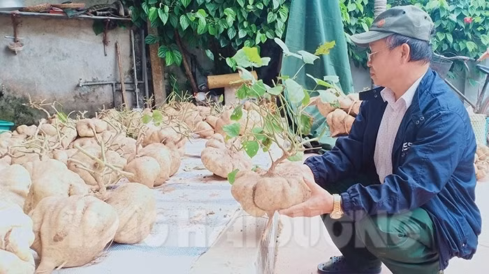 Mỗi củ đậu có giá từ 300.000 đồng trở lên, củ to đẹp có giá 1 triệu đồng. Ảnh: Báo hải dương
