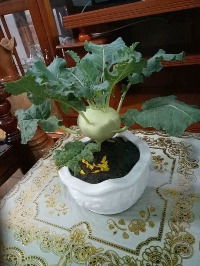 Su hào cũng được đưa lên chậu thành bonsai chơi Tết. Ảnh: Facebook