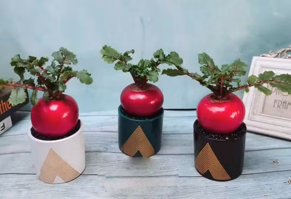 Củ cải đỏ có giá bán dao động từ 70.000 – 150.000 đồng/chậu. Ảnh: Dân Việt