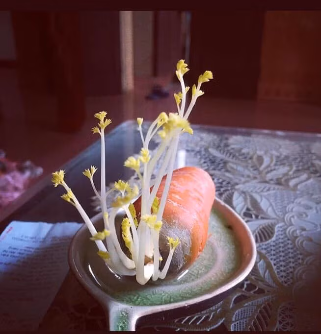 Một củ cà rốt mọc mầm non, đặt trên bàn cũng ấn tượng. Ảnh: Facebook