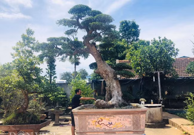 Cây duối cổ của ông Đường có dáng Lão mai, đã đạt được cả ba yếu tố "cổ, kỳ, mỹ" mà dân sành chơi cây đặt ra mỗi khi muốn tìm kiếm cho mình một "vật báu". Ảnh: Dân Việt