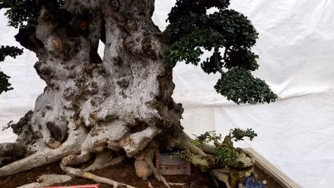 Đây là cây duối độc nhất vô nhị, có giá trị tinh thần rất lớn vì tuổi đời lên tới cả nghìn năm. Ảnh: Người đưa tin