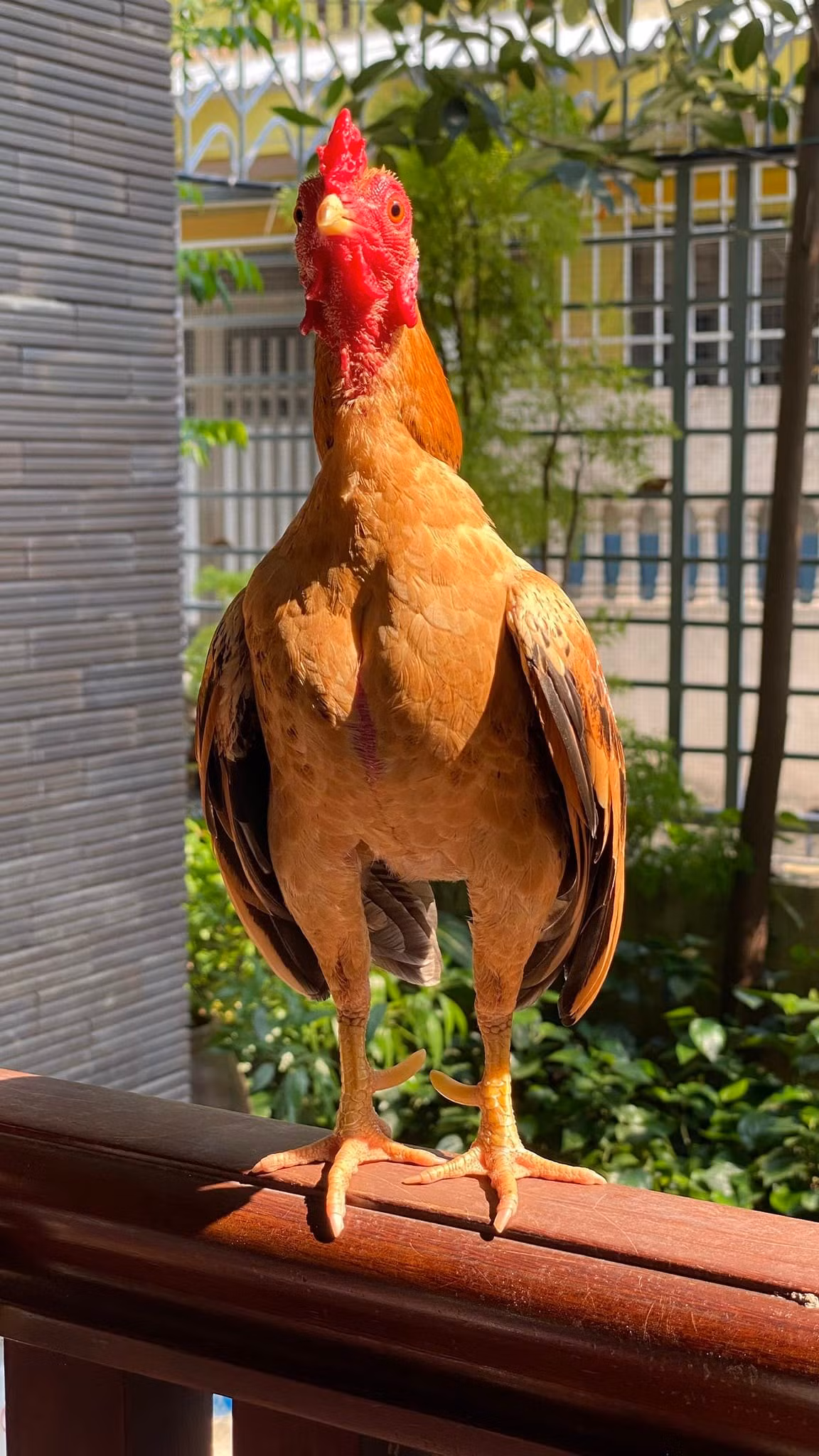 Theo giới sành chơi, một chú gà tre Bắc tít đúng tiêu chuẩn thường có nhữngd dặc điểm nổi bật như mặt tròn, mắt đỏ, cánh ngắn, chân tròn, hai hàng vảy song song cân đối. Ảnh: Facebook