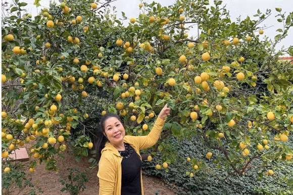 Nghệ sĩ Hồng Vân tự hào trước sân vườn có nhiều loại cây ăn trái trĩu quả.