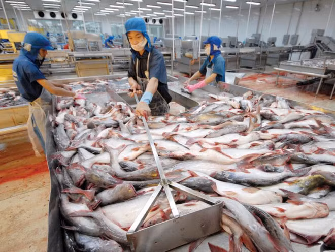 Tuy nhiên, thay vì lựa chọn mặt hàng tôm, ông lại chuyển hướng với sản phẩm chủ lực mới là cá tra. Ảnh: Baodautu