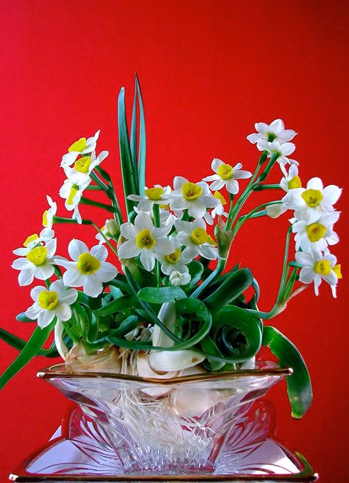 Nhiều tài liệu còn ghi nhận từ đầu thế kỷ XX, hoa thủy tiên luôn có mặt trong gia đình khá giả ở Hà Nội vào ngày Tết. Ảnh: Printest
