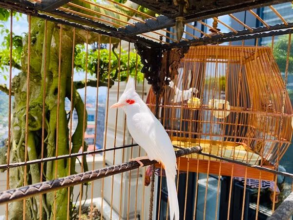 Không chỉ sở hữu bộ lông trắng hiêm có, "Bạch vương chào mào" còn có đôi mắt đỏ, chân hồng, mỏ hồng và giọng hót thánh thót vạn người mê. Ảnh: Dân Việt