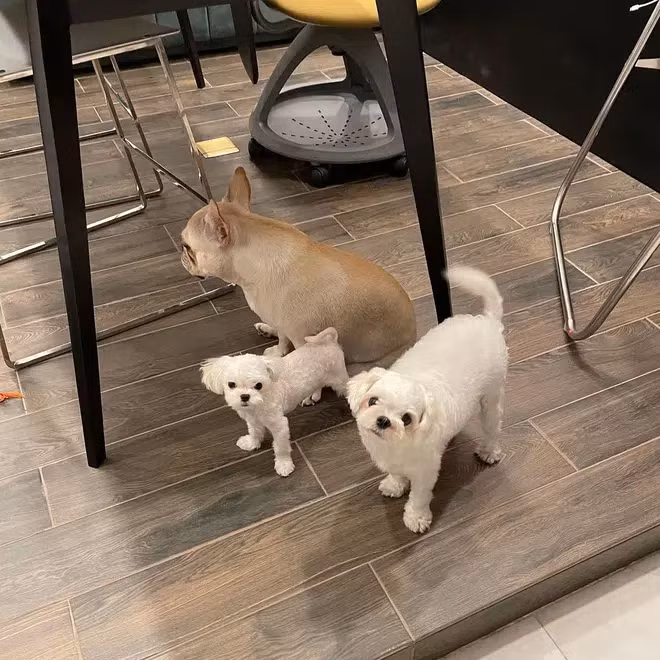 Ba cún cưng Phillip đang nuôi cùng Linh Rin.