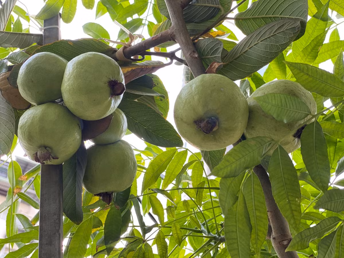 Cây ổi bé tý cũng cho hàng chục trái.