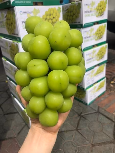 Ngã ngửa sự thật đằng sau nho sữa bán đầy chợ giá chỉ từ 99.000 đồng/kg Nga ngua su that dang sau nho sua ban day cho gia chi tu 99.000 dong/kg