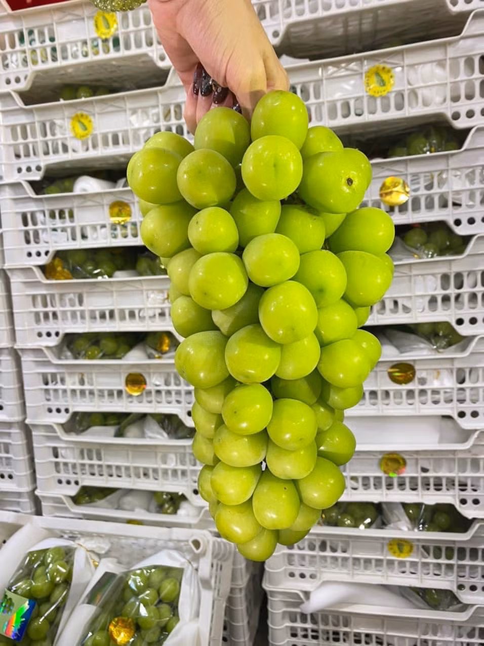 Hiện, nho sữa đang vào mùa nên lượng bán ra nhiều, giá lại rẻ, dao động từ 99.000 - 250.000 đồng/kg, tuỳ hàng loại 1, 2 hay loại 3.
