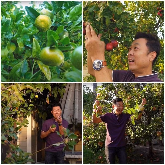 Xung quanh ngôi nhà được bao bọc bởi một khu vườn trồng đủ các loại cây ăn trái trĩu quả.