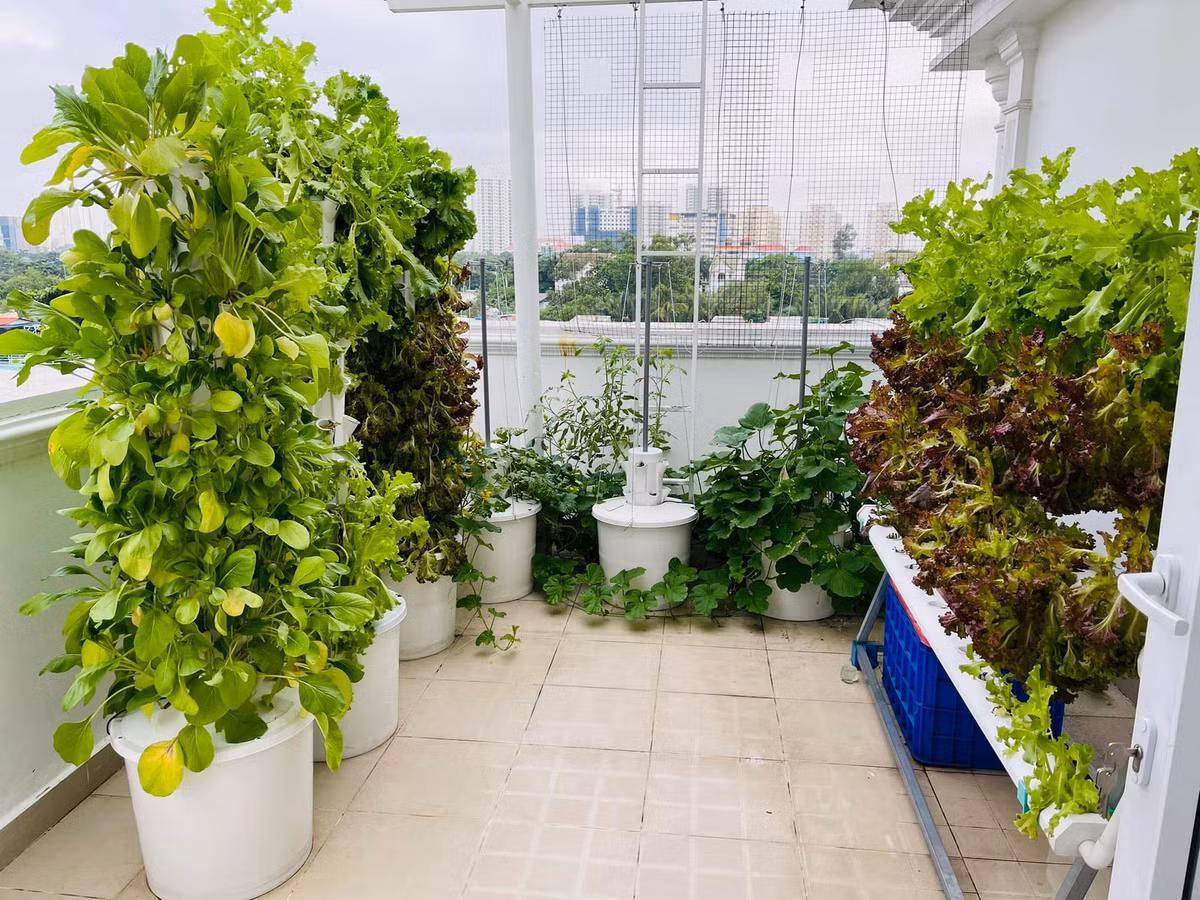 Khi trồng rau, MC Đại Nghĩa lựa chọn cả 2 dạng thiết kế trụ tròn đứng và dàn ngang thủy canh.