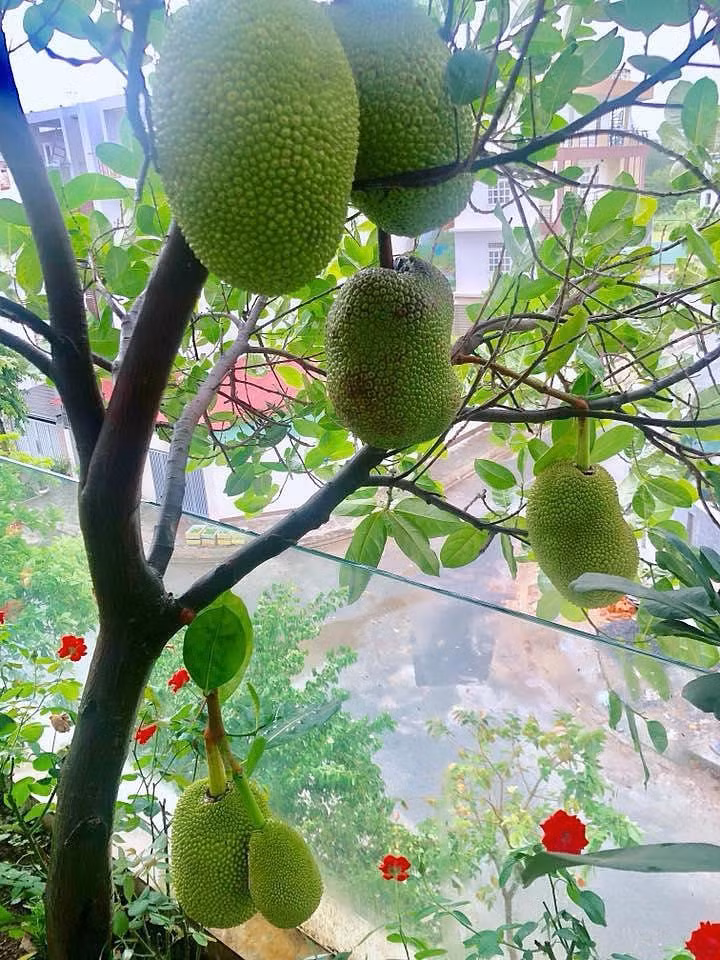 Mít Thái trồng ban công sai trĩu quả.
