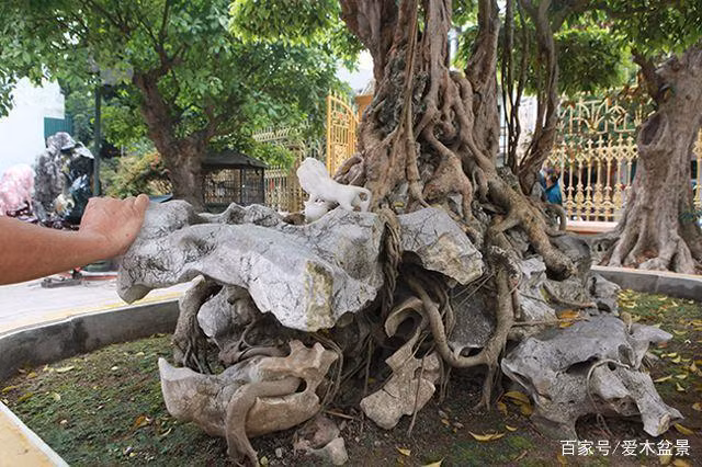Cây sanh được trồng trên một khối đá trắng, rễ cây đã luồn lách qua những kẽ đá mất nhiều năm mới có được. Ảnh: Ailinpenjing