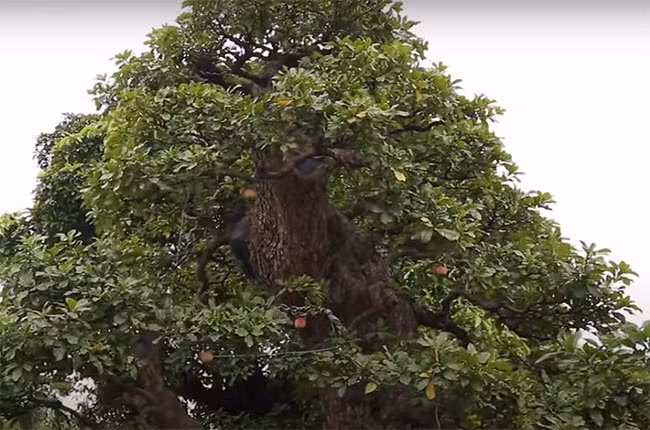 Do được tạo dáng bonsai cực đẹp nên gốc cây lộc vừng được đính giá cao ngất ngưởng. Ảnh: Dân Việt