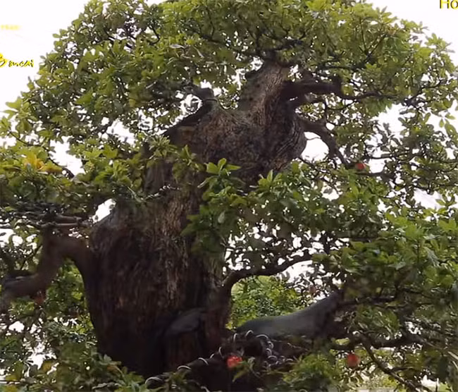 Không ít người cho rằng, cây lộc vừng bonsai xứng đáng với mức giá đó bởi vừa có bề ngoài bề thế, vừa có giá trị tuổi đời lại lập kỉ lục Guinness. Ảnh: Dân Việt
