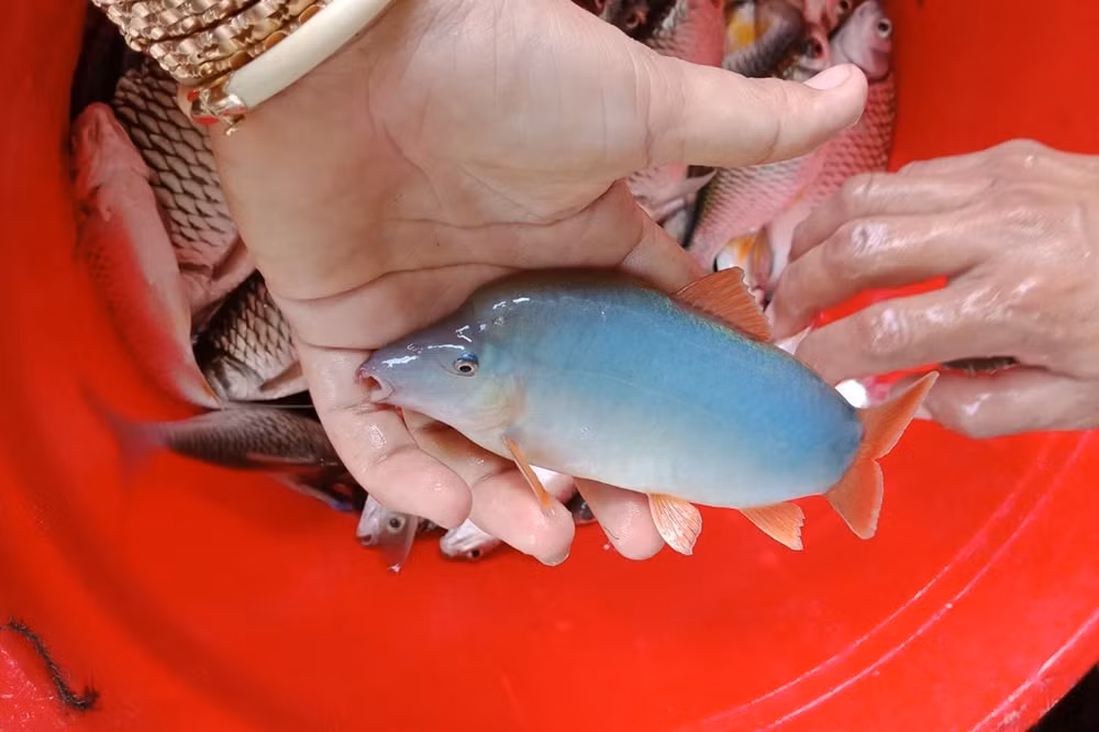 Chưa hết, cá heo nước ngọt còn khó vận chuyển (dễ bị chết nên khó bản quản). Ảnh: Tepbac