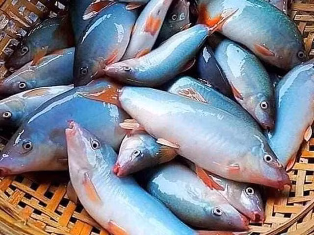 Trong khi đó, cá nuôi cũng phải mất tới 7 tháng mới thu hoạch được và rủi ro khi nuôi cũng rất cao. Ảnh: An Phu Pet
