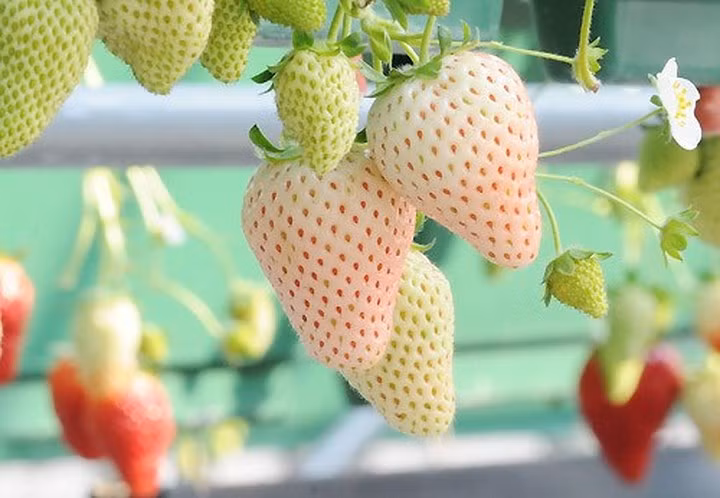 Để tạo ra màu sắc độc đáo này, người nông dân phải hạn chế lượng ánh sáng mặt trời để nó không bị đỏ. Ảnh: Chimi Farm