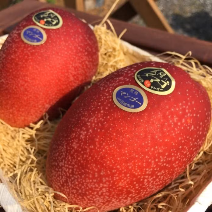 Quy trình trồng và chăm sóc xoài Taiyo no Tamago đòi hỏi rất nhiều công phu từ việc bọc lưới cho từng trái để tạo hình hoàn hảo, đặt lưới dưới gốc cây để chống đổ ngã...Vì thế, xoài có giá lên tới 4.600 USD/cặp. Ảnh: Thefederal