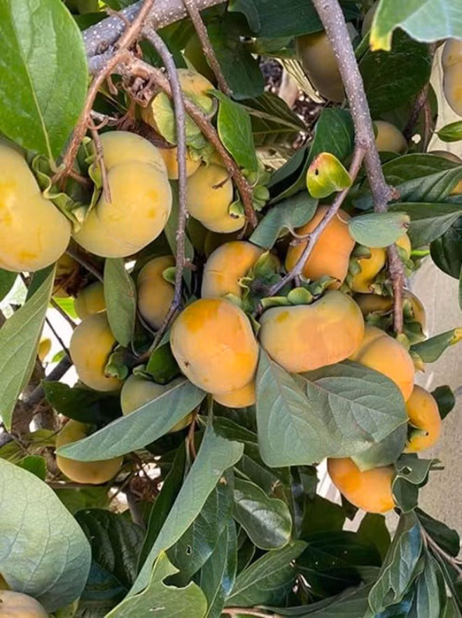 Nhờ khí hậu ấm áp đặc trưng của vùng California nên các loại cây đều phát triển tốt, cho quả trĩu cành.