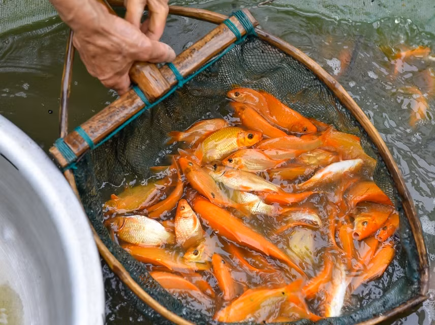Người dân địa phương cho biết, năm nào thương lái cũng đặt hàng trước cả tháng; nhiều năm còn “cháy hàng”. Ảnh: BTH