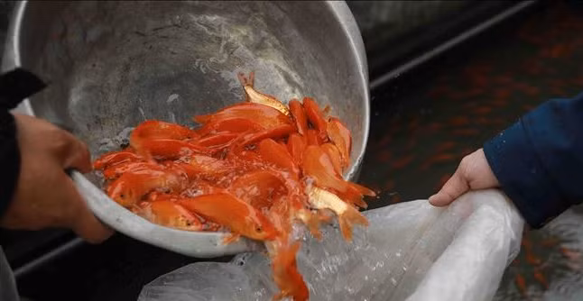 So với những năm trước, năm nay nguồn cung ít hơn khiến giá cá tăng cao. Nhờ đó, người nông dân thu lãi khoảng 17 triệu đồng/sào diện tích ao nuôi. Ảnh: TTXVN