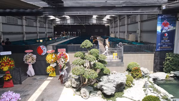 Trang trại cá Koi của doanh nhân Thắng Ngô rộng tới hơn 1.000m2, có tổng vốn đầu tư ban đầu lên đến 45 tỷ đồng. Ảnh: Vietnamnet