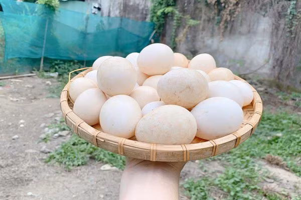Người đẹp Trà Vinh còn nuôi gà lấy trứng trong sân vườn. Ảnh: FBNV