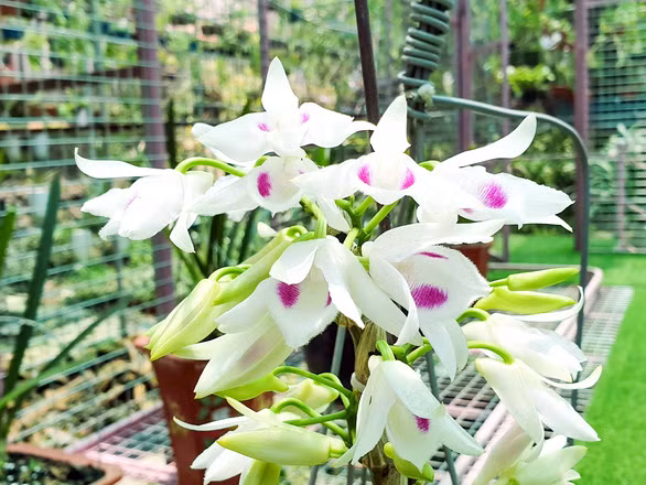 Nhiều chủ vườn lan cho biết, lan đột biến giờ còn rẻ hơn lan thường, thậm chí rẻ hơn rau muống. Rau muống còn đông khách mua, lan đột biến giờ bán chẳng ai nhìn ngó. Ảnh; Vươngphat Invest