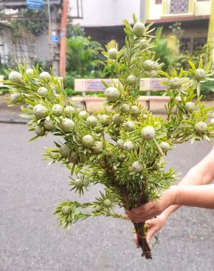Theo người bán, cành thông đá lạ mắt này được nhập khẩu từ Trung Quốc, có giá từ 130.000 – 150.000 đồng/bó. Ảnh: Infonet