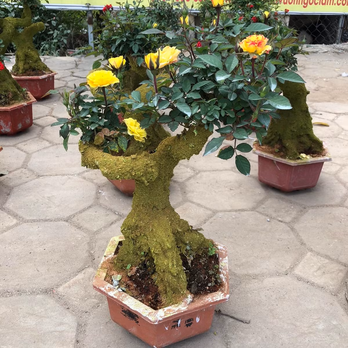 Mỗi cây một dáng thế, có cây buông xuống tựa dòng thác đổ, có cây vươn mình kiêu hãnh khoe thế vượng long.